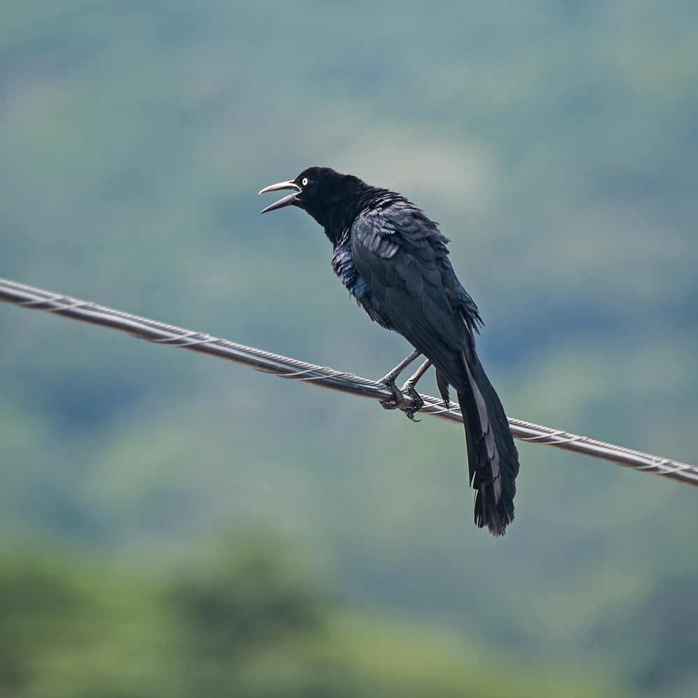 Costa Rica Great Tailed Grackle